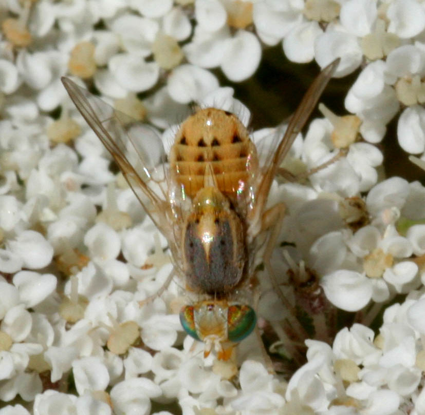 Terellia (Terellia) serratulae