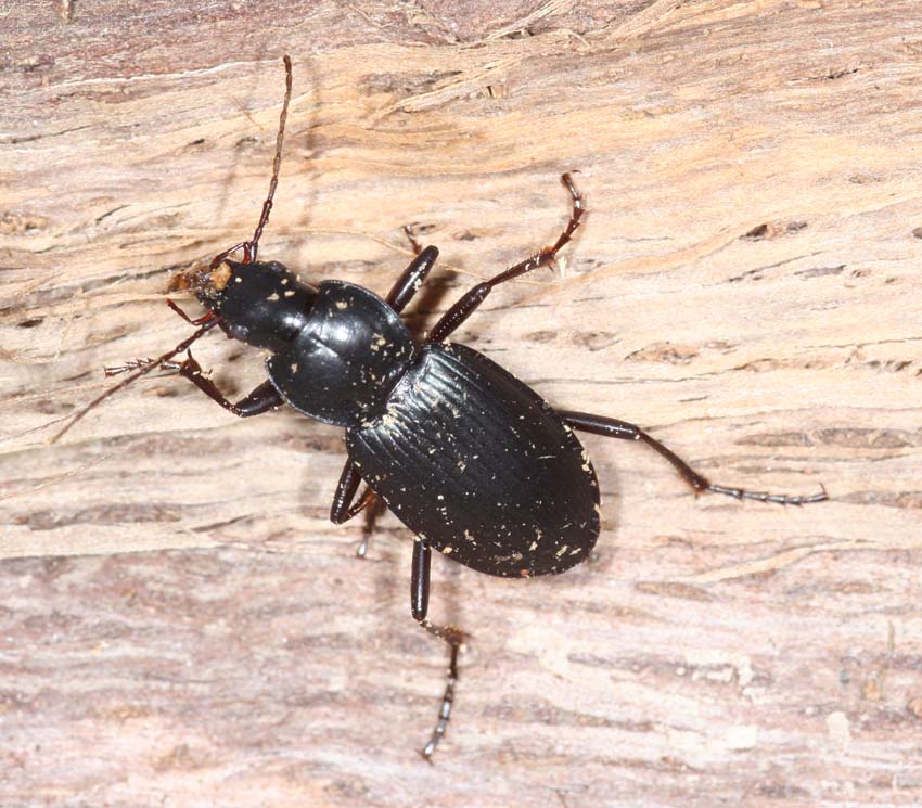 2 Carabidae.
