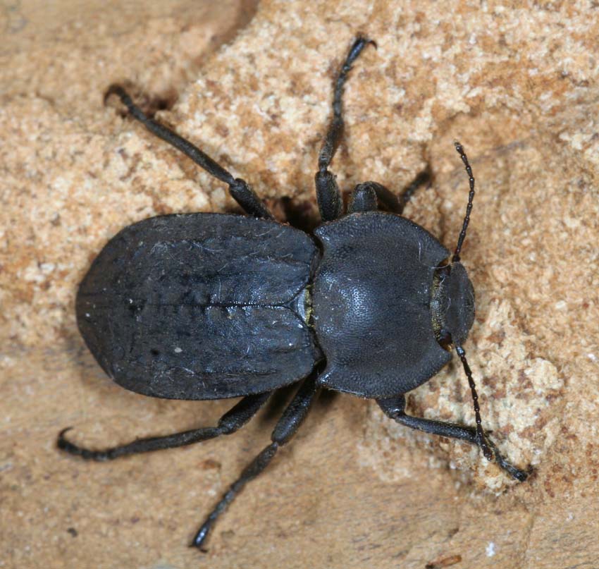 Tenebrionidae: Asida corsica corsica