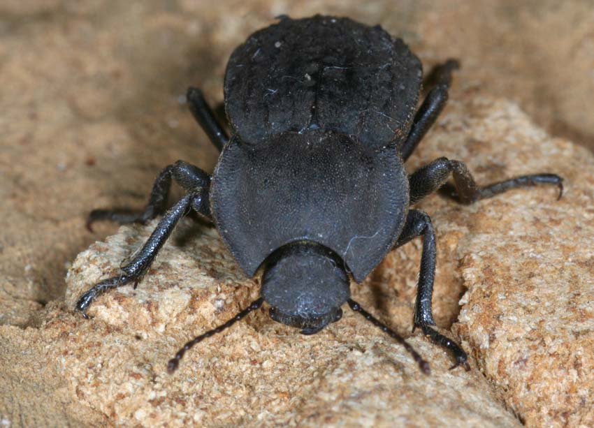 Tenebrionidae: Asida corsica corsica