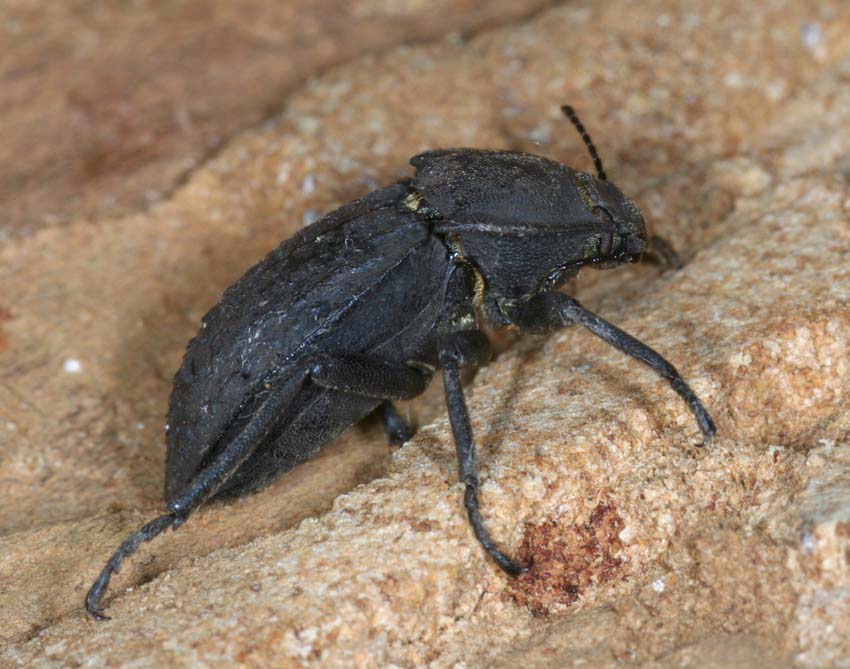 Tenebrionidae: Asida corsica corsica