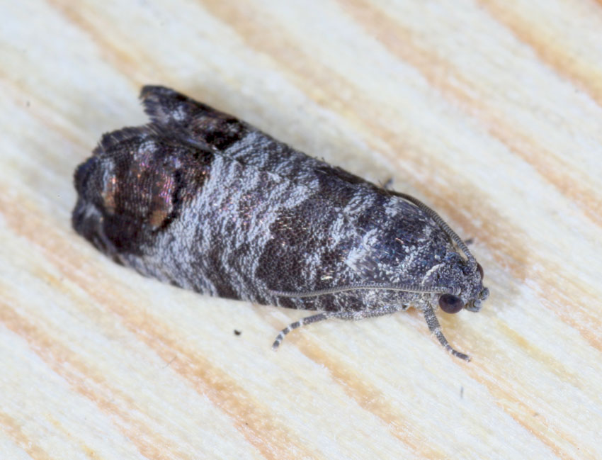 Piccola falena domestica.