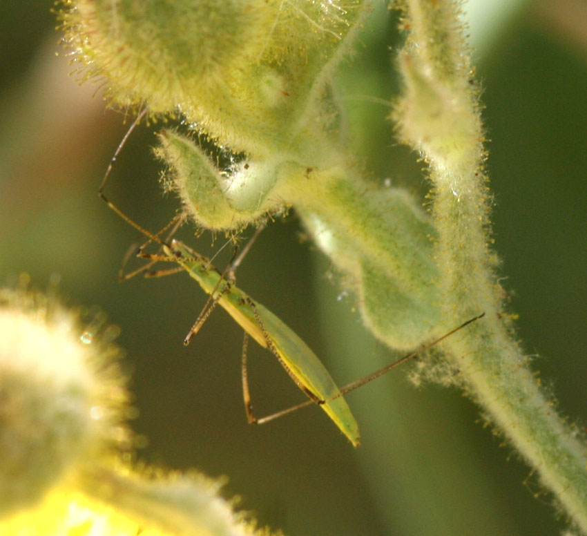 Neides aduncus