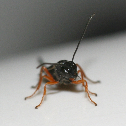 3 imenotteri sfarfallati da galle di rosa canina.