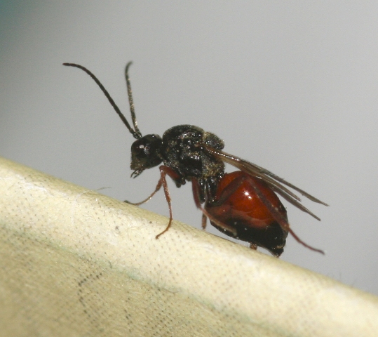 3 imenotteri sfarfallati da galle di rosa canina.