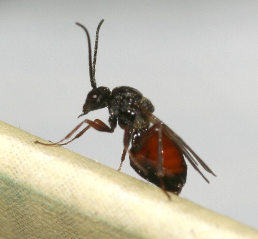 3 imenotteri sfarfallati da galle di rosa canina.