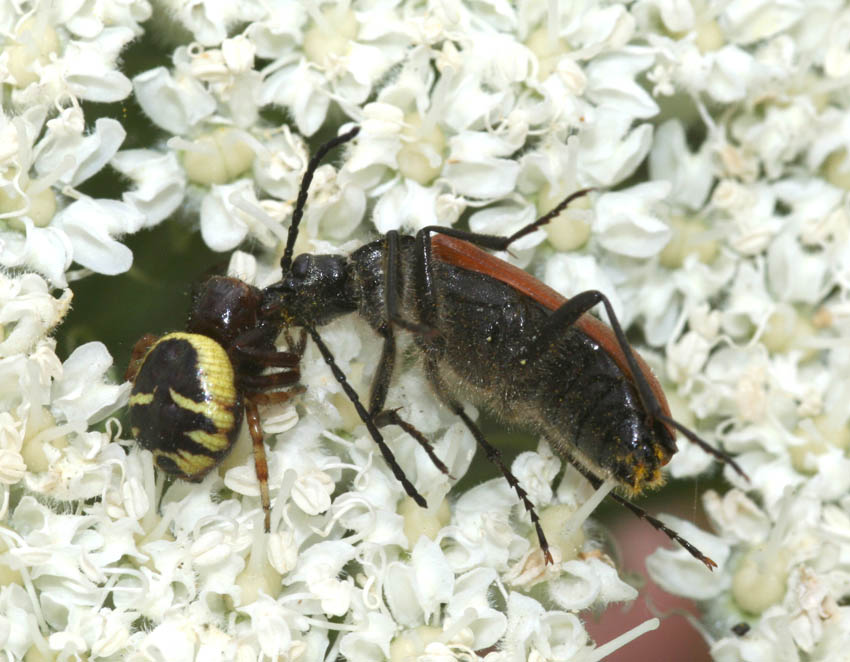 L''Osmia e il ragno