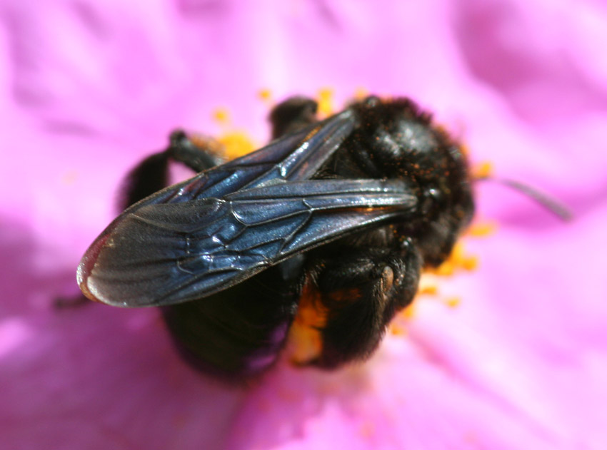 Andrena morio