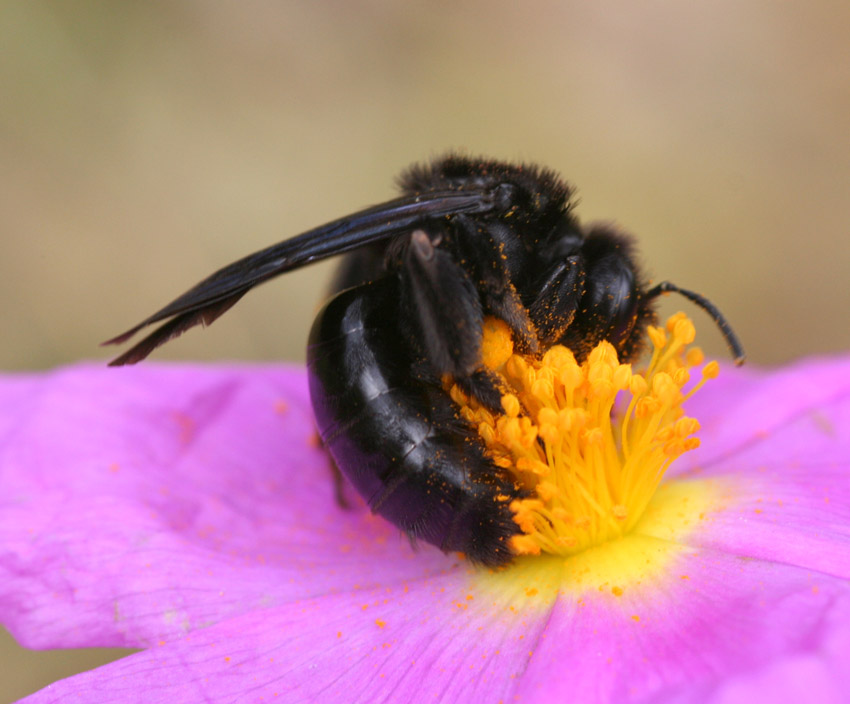 Andrena morio