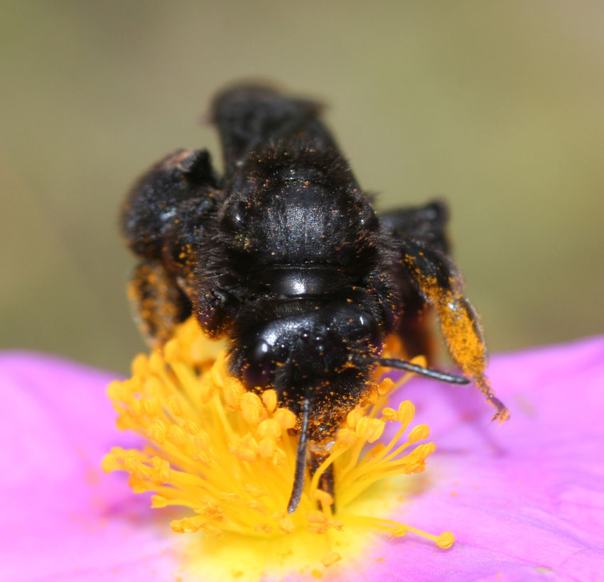 Andrena morio