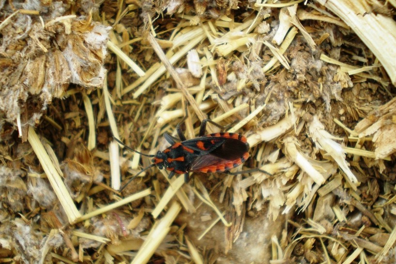 Spilostethus saxatilis