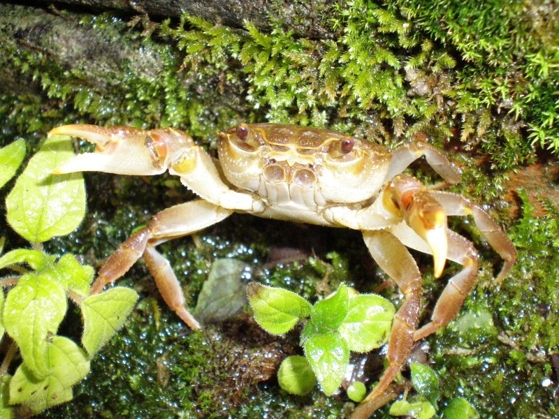 4 naturalisti siciliani sui monti Nebrodi