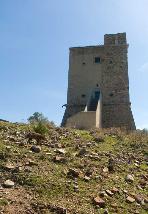 Parco dell''Uccellina - Torre di Collelungo