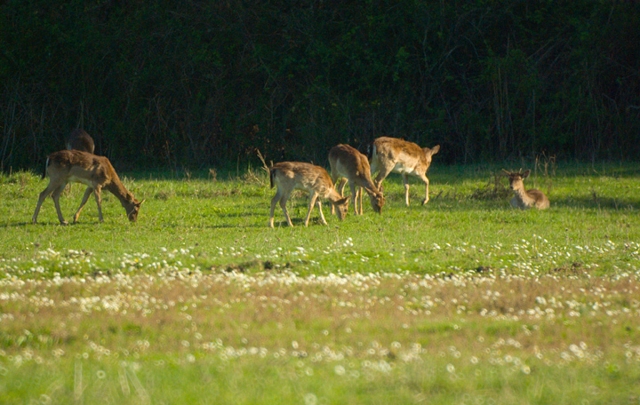 Parco dell''Uccellina - Torre di Collelungo