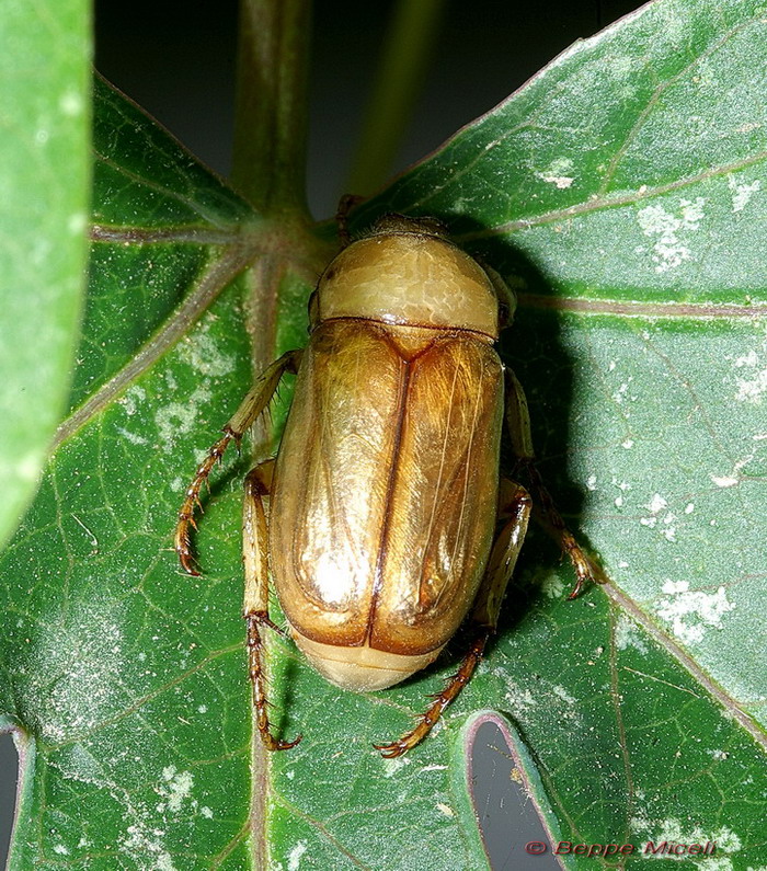Melolonthidae: Amadotrogus grassii