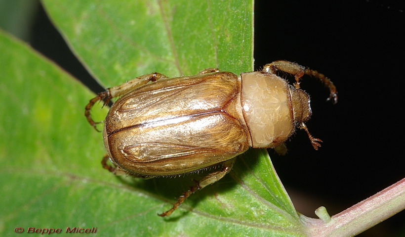 Melolonthidae: Amadotrogus grassii