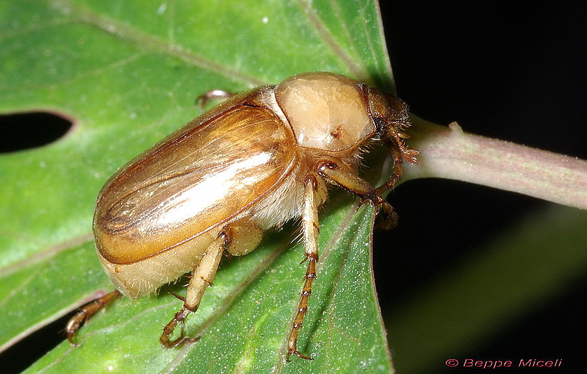 Melolonthidae: Amadotrogus grassii