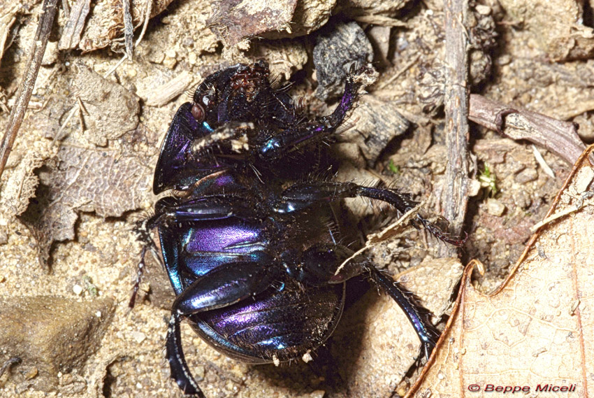 Anoplotrupes stercorosus