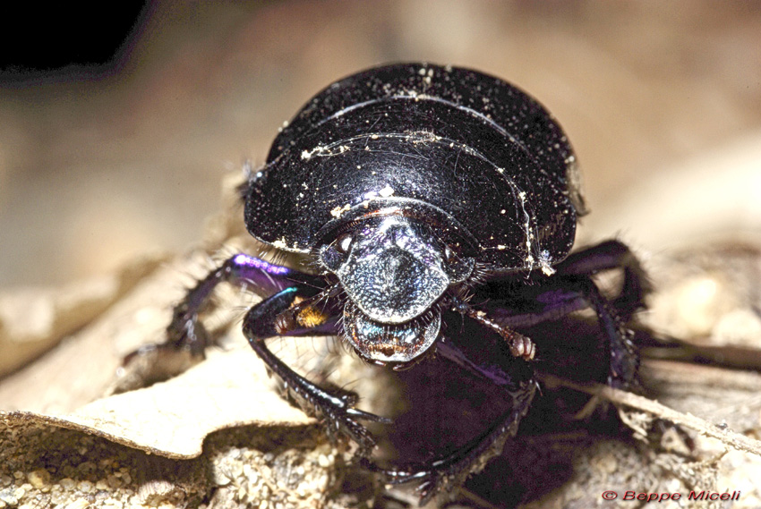 Anoplotrupes stercorosus
