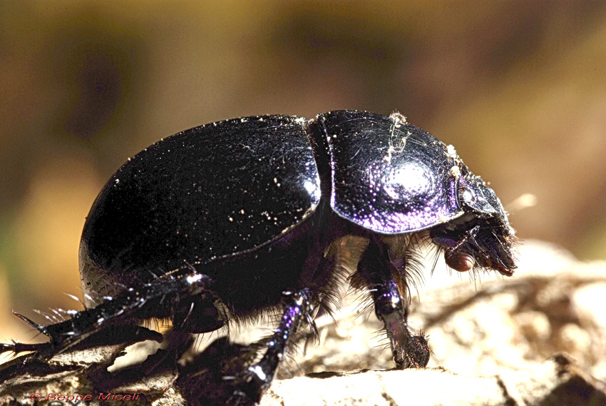 Anoplotrupes stercorosus