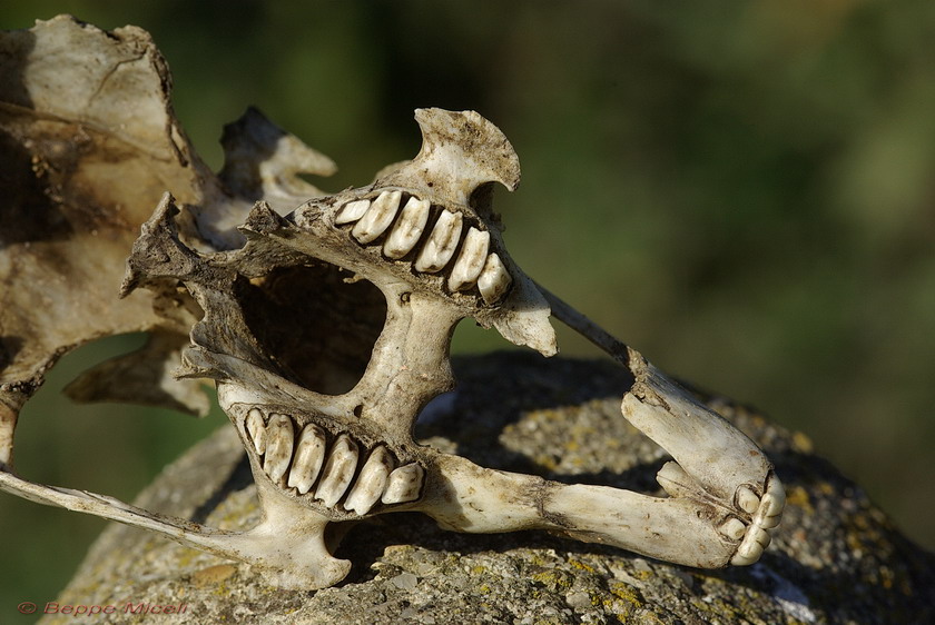 Cranio di lagomorfo
