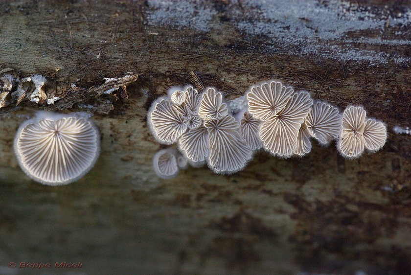 lignicoli (Crepidotus sp. + Schizophyllum commune)