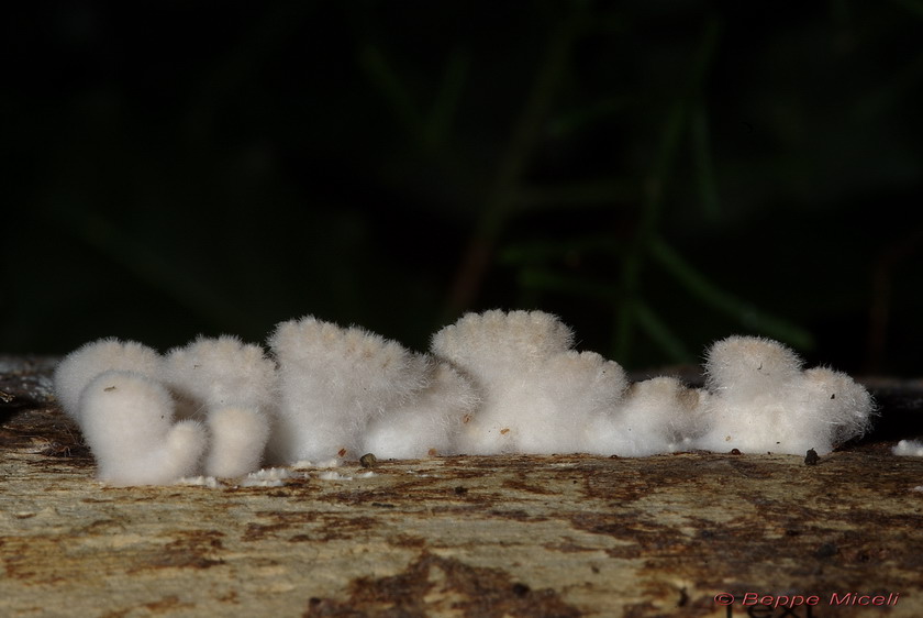 lignicoli (Crepidotus sp. + Schizophyllum commune)