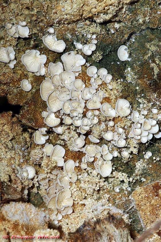 lignicoli (Crepidotus sp. + Schizophyllum commune)