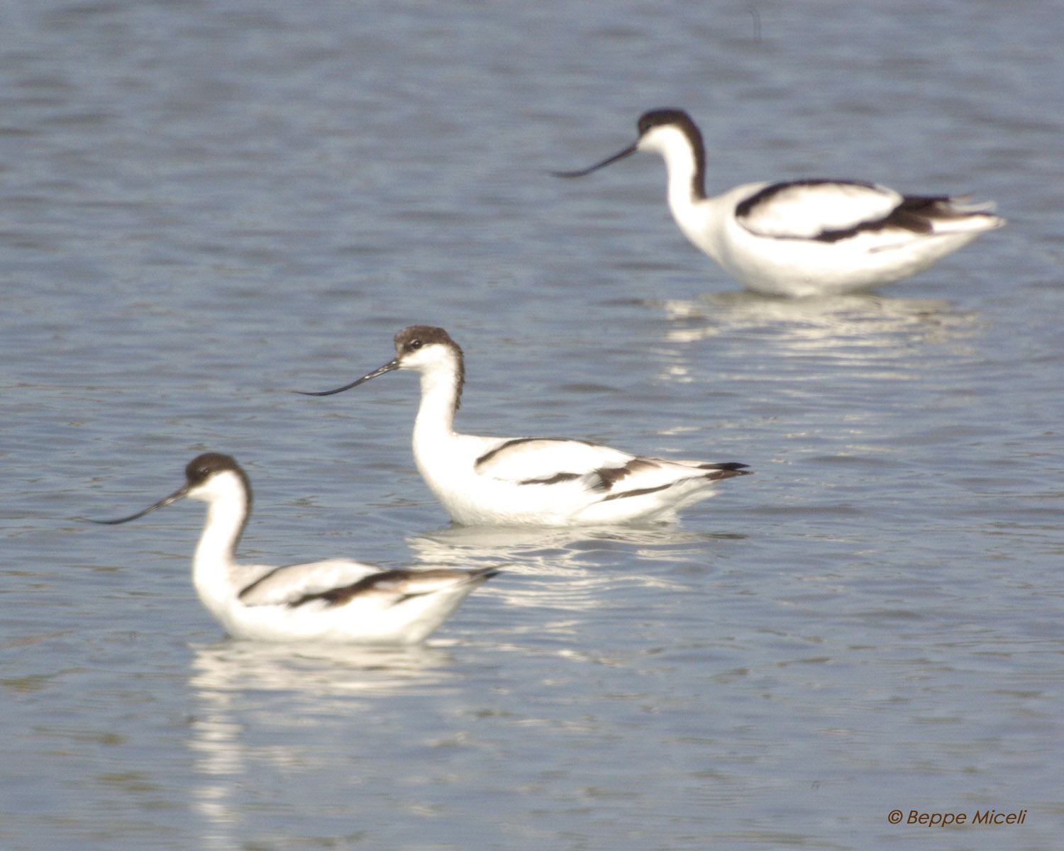 Avocette - Recurvirostra avosetta