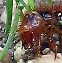 larva di Drilidae: Malacogaster