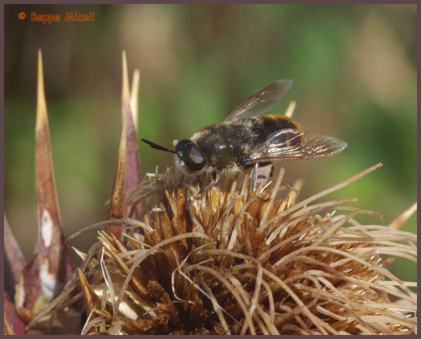 Stratiomys longicornis