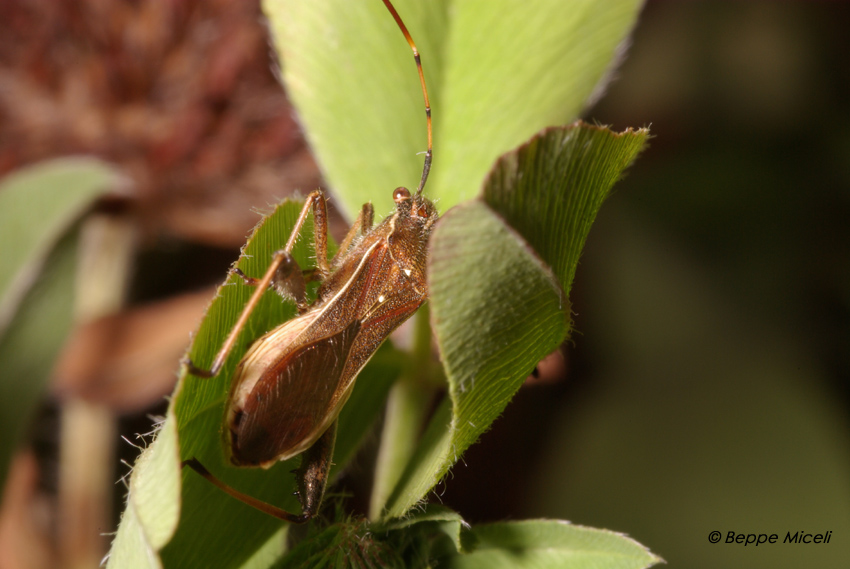 Camptopus lateralis (Alydidae)