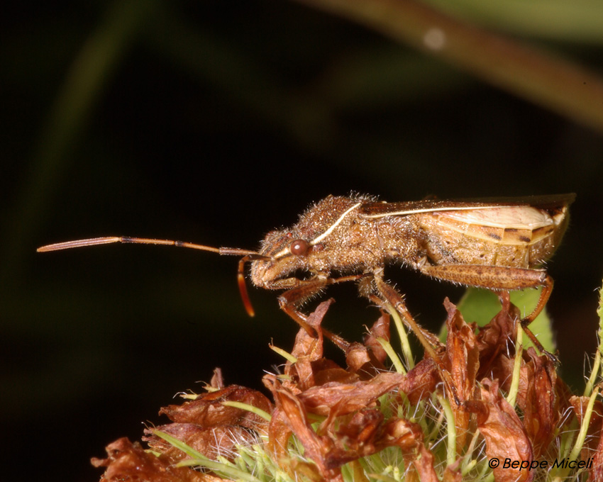 Camptopus lateralis (Alydidae)