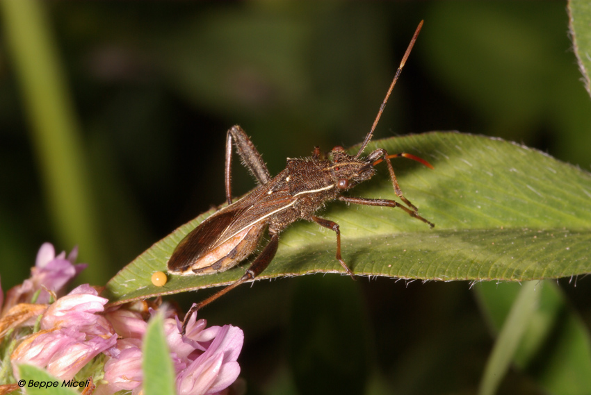 Camptopus lateralis (Alydidae)