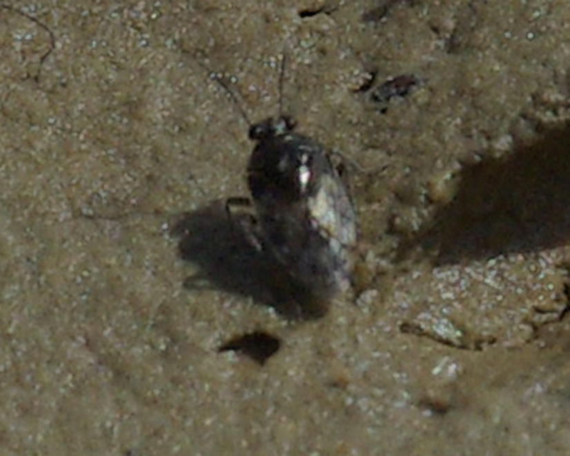 Saldula sp.