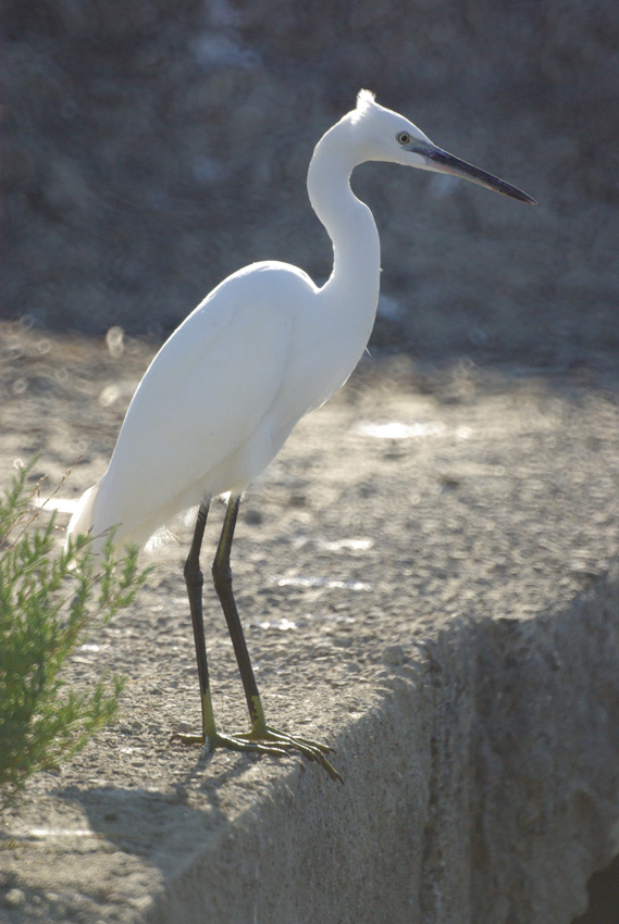 Egretta garzetta - Garzette in caccia