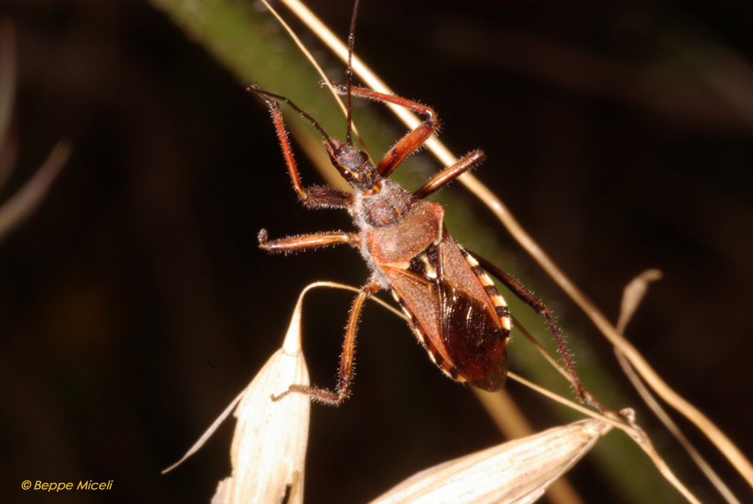 Reduviidae: Rhynocoris erythropus