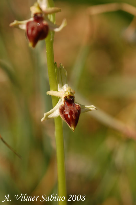 Ophrys exaltata (O. mateolana)