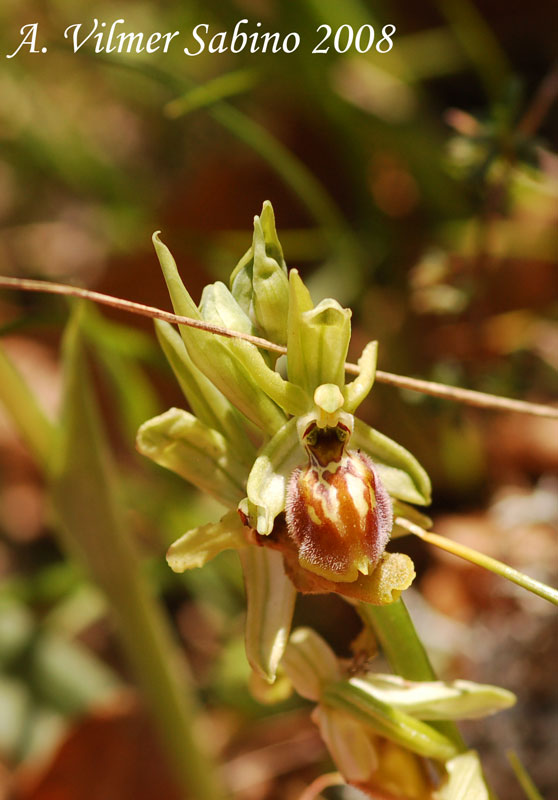 Ophrys exaltata (O. mateolana)