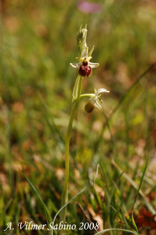 Ophrys exaltata (O. mateolana)