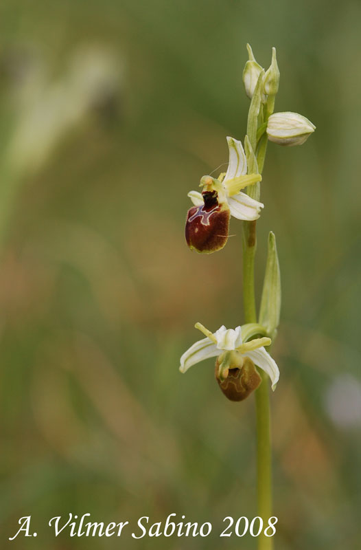 Ophrys exaltata (O. mateolana)