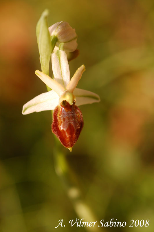 Ophrys exaltata (O. mateolana)