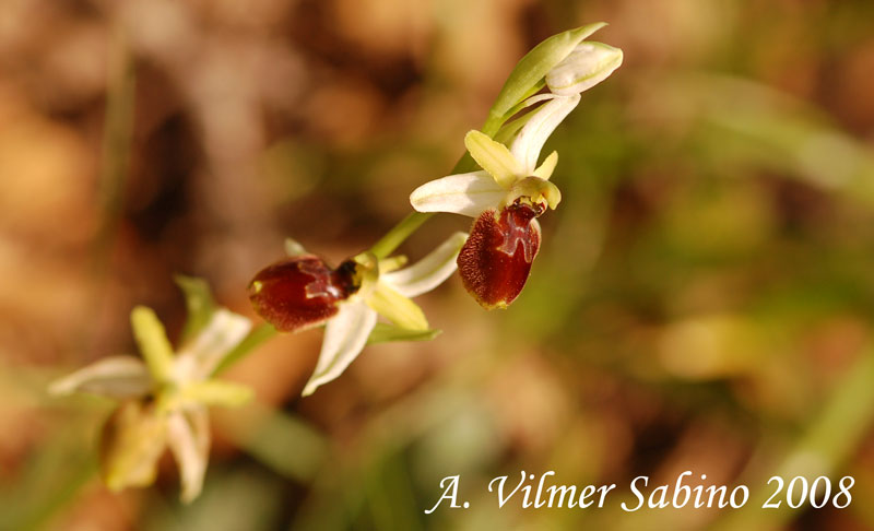 Ophrys exaltata (O. mateolana)