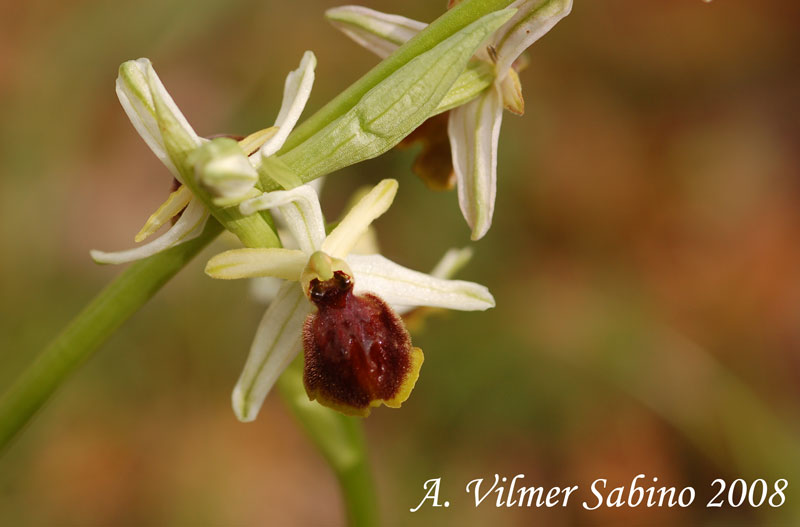 Ophrys exaltata (O. mateolana)
