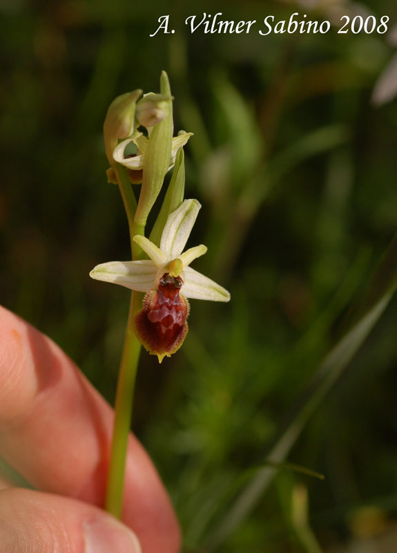 Ophrys exaltata (O. mateolana)