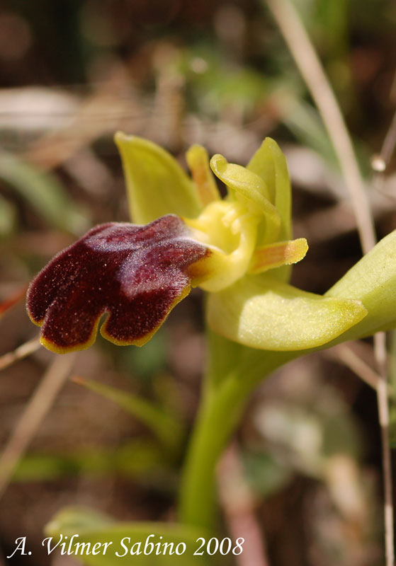 Ophrys iricolor