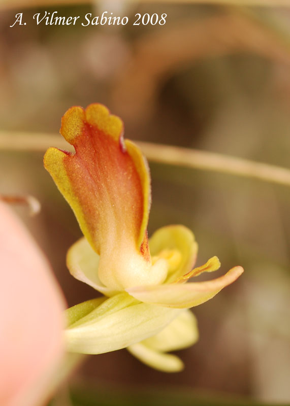 Ophrys iricolor