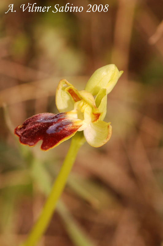 Ophrys iricolor