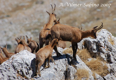 le mie prime foto ai camosci d''abruzzo