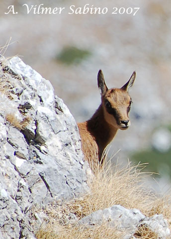 le mie prime foto ai camosci d''abruzzo